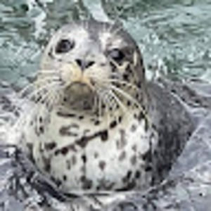 Meet your Posher, Katrina